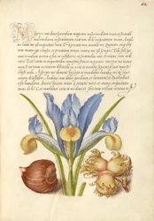 Châtaignier espagnol, iris anglais et aveline européenne
