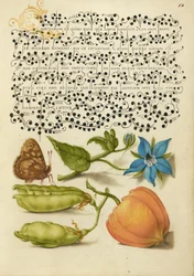 Bois moucheté, talève, pois d
