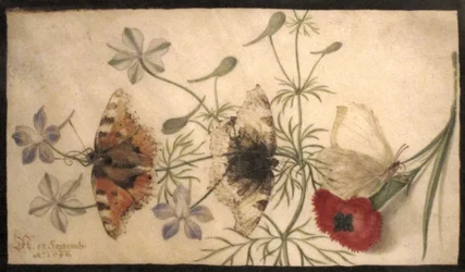 Études de fleurs et de papillons