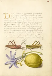 Verrue, sauterelle, jacinthe et amande