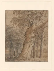 Vieux chêne dans une forêt