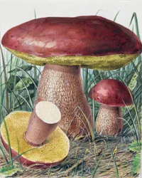 Étude de champignon
