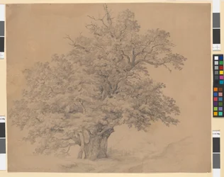 Le grand arbre du Prater