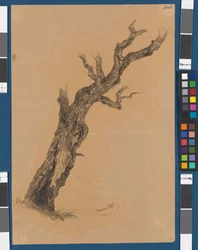 Arbre dénudé - Étude d