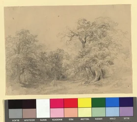 Paysage forestier