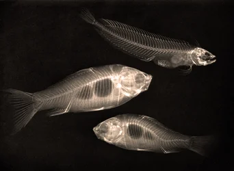 Étude radiographique de deux poissons rouges et d