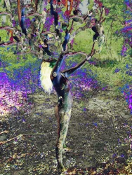 Arbre bleu