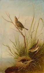 Pinson à queue pointue, 1831-1833.