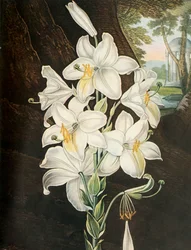 Le Lys Blanc, vers 1800, 1948