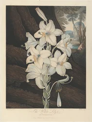 Le lys blanc à feuilles panachées, 1800, de Robert John Thornton, le 