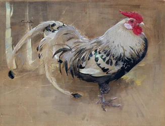 Le coq moucheté