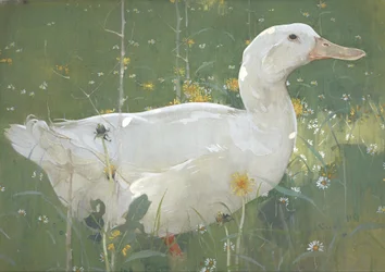 Le Drake blanc