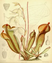 Heliamphora nutans, 1890