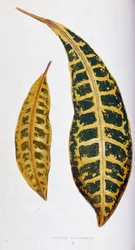 Feuille de Croton variegata. Planche botanique dans "Plantes à feuillage coloré. Collection des espèces les plus remarquables utilisées pour décorer jardins, serres et appartements, par Edward Joseph Lowe et W. Howard, membres de la London Horticulture Soc