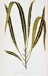 Feuille de Croton variegatum angustifolium. Planche botanique dans « Plantes à feuillage coloré. Collection des espèces les plus remarquables utilisées pour décorer jardins, serres et appartements, par Edward Joseph Lowe et W. Howard, membres de la Société
