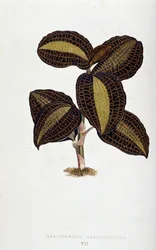 Feuille d