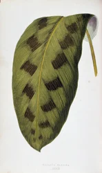 Feuille de Maranta Pardina. Tableau botanique dans 