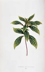 Feuille de Sonerila margaritacea. Planche botanique dans 