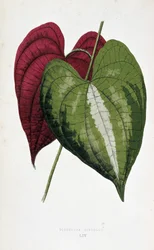 Feuilles de yam en 2 couleurs (Dioscorea discolor). Tableau botanique dans 