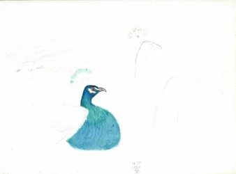 Paon regardant vers la droite, 14.VI.1900, 1900