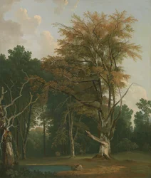 Arbres dans une clairière boisée