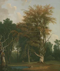 Arbres dans une clairière