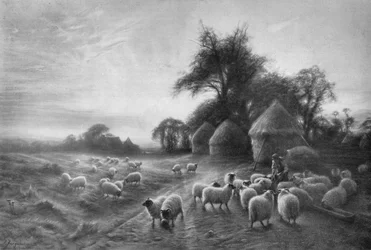 Moutons se nourrissant, vers 1890, 1911