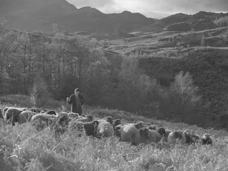 Un fermier regarde son troupeau de moutons, avec les montagnes en arrière-plan.