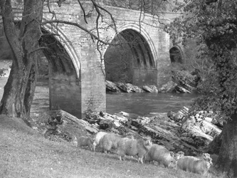 Un troupeau de moutons rassemblés près du pont du Diable