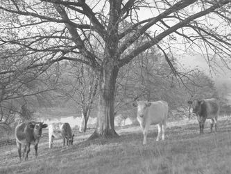 Groupe de vaches dans un champ avec un lac en arrière-plan