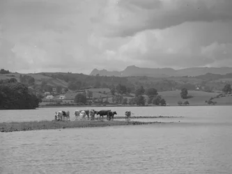 Groupe de vaches sur un banc de sable à Esthwaite Water