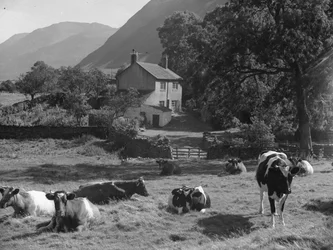 Vaches couchées dans un champ près d