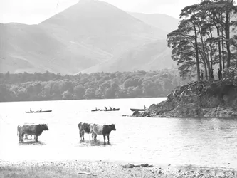Vaches debout dans les bas-fonds de Thirlmere avec lac, bateaux à rames et chute derrière.