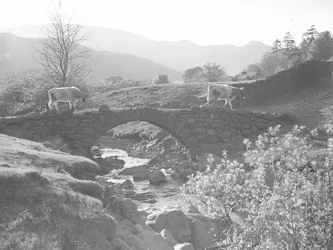 Vaches marchant sur un pont de pierre avec un ruisseau en contrebas