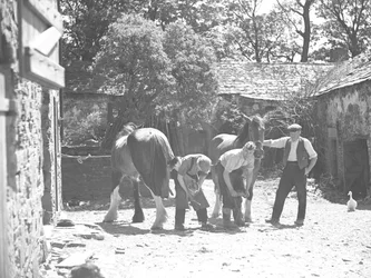 Maréchal ferrant le cheval