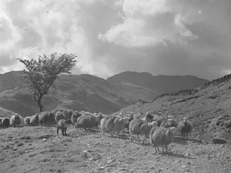 Troupeau de moutons avec les montagnes en arrière-plan