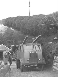 Camion chargé de sapins de Noël