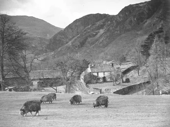 Moutons en train de brouter dans un champ avec la ferme et les collines derrière.