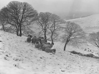 Moutons blottis dans la neige hivernale dans les montagnes