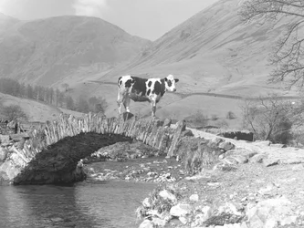 Vache seule au sommet du pont des chevaux de bât