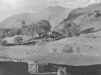Vue sur les champs de la ferme de Thirlmere avec des moutons et des vaches