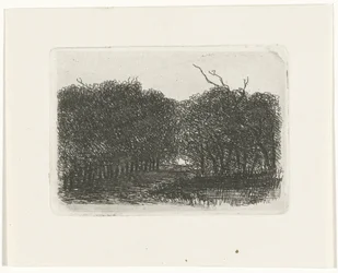 Vue de la forêt