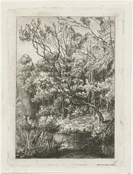 Paysage forestier