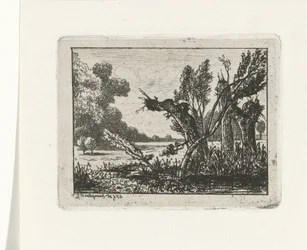 Saules têtards