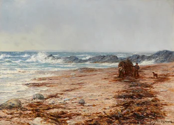 Récolte de varech