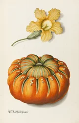 Courgette et une citrouille