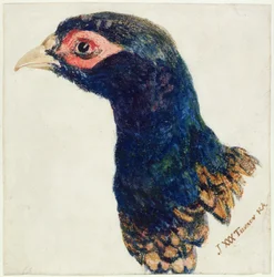 Faisan mâle, The Farnley Book of Birds, vers 1816