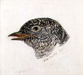 Coucou, du Livre des Oiseaux de Farnley, c.1816