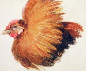 Coq de combat, tiré de The Farnley Book of Birds, vers 1816