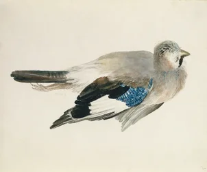 Geai, du Livre des oiseaux de Farnley, vers 1816